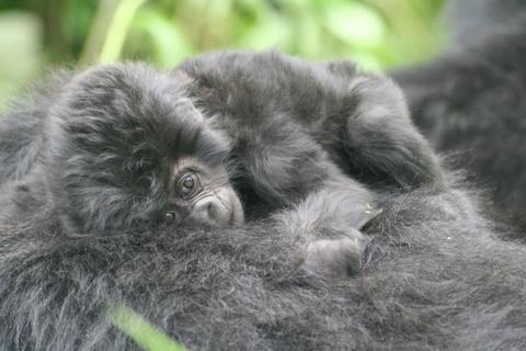 Gorilla Watching Tours Rwanda